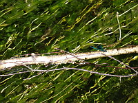 Calopteryx eclatant male - Calopteryx splendens splendens (ph. Mrugala F., Ardeche, Saint-Privas, 08-2018)(2)